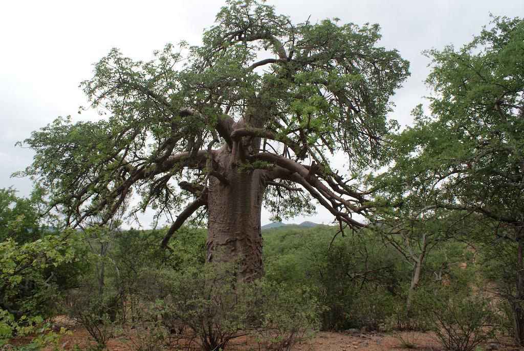 Adansonia Eco Lodge Musina Dış mekan fotoğraf