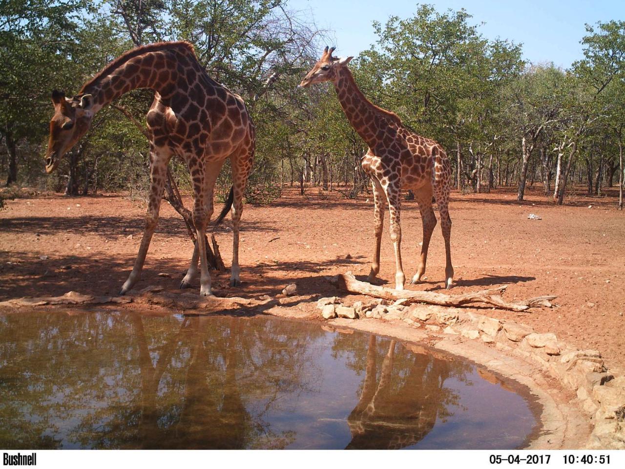 Adansonia Eco Lodge Musina Dış mekan fotoğraf