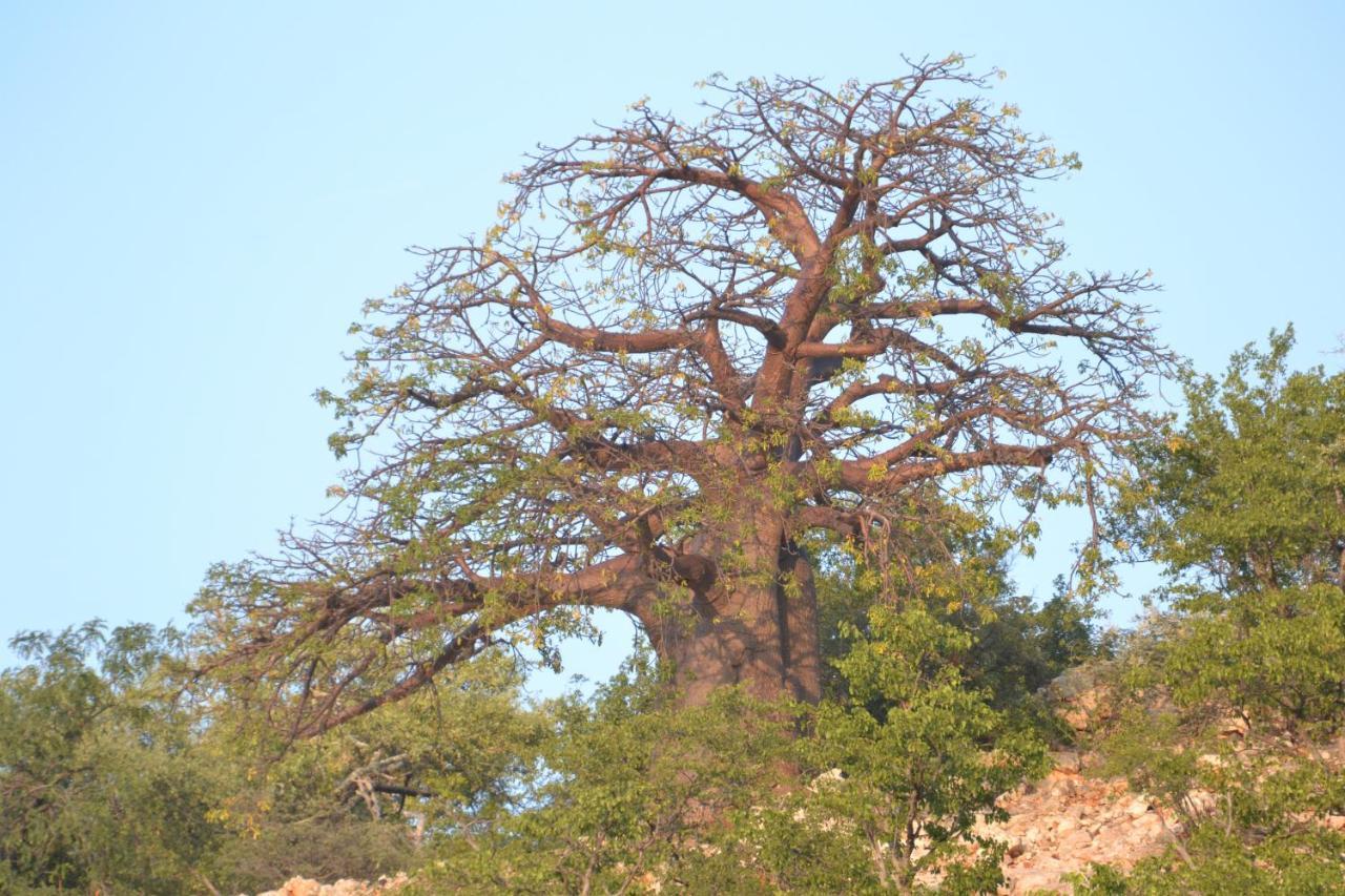 Adansonia Eco Lodge Musina Dış mekan fotoğraf